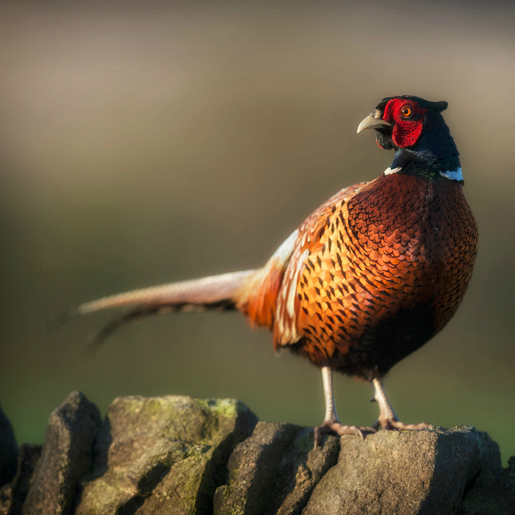 Golden Pheasant Splashback Villager Jims Shop