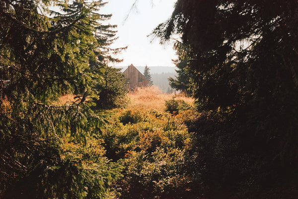 woods in 35mm