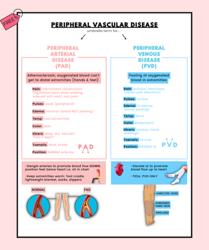 peripheral arterial disease versus peripheral venous disease nursing school notes, nursing school study guides