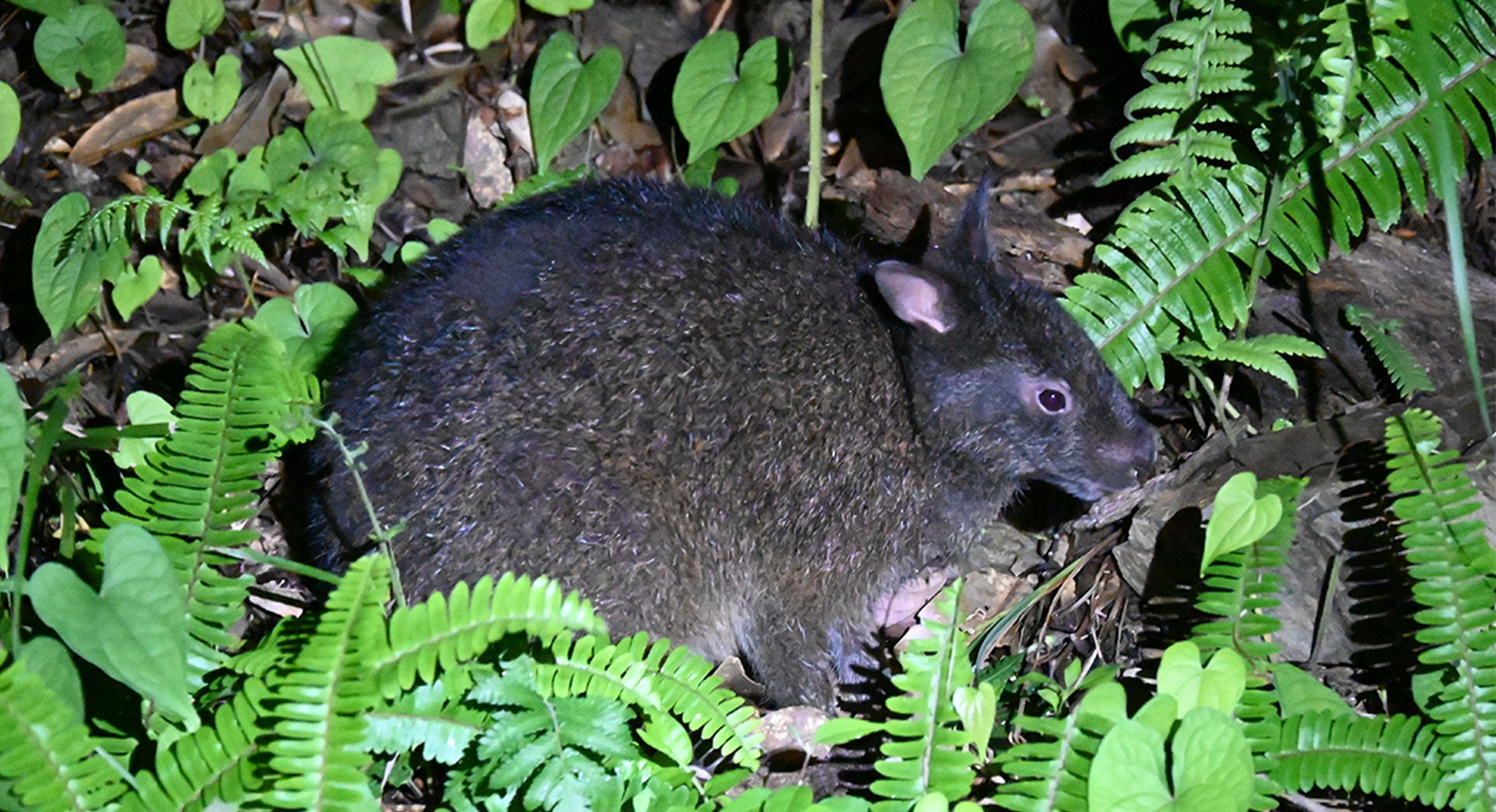 アマミノクロウサギ（C）奄美群島国立公園管理事務所