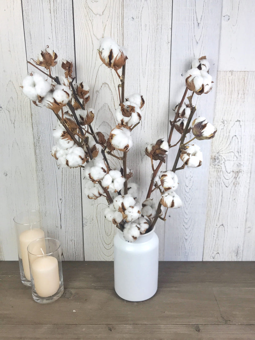 Fleurs séchées de coton à la tige, tige de fleurs de coton séchées  naturelle, branches de coton naturel | Fleuriste à Ferney Voltaire |  Livraison partout en France – malvarosaflowers