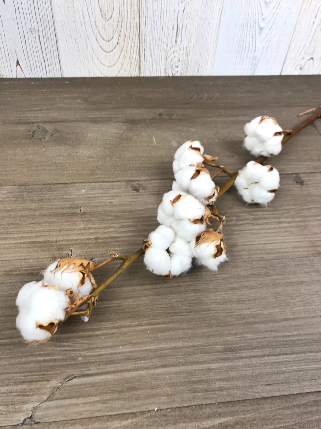 Fleurs séchées de coton à la tige, tige de fleurs de coton séchées naturelle,  branches de coton naturel | Fleuriste à Ferney Voltaire | Livraison partout  en France – malvarosaflowers