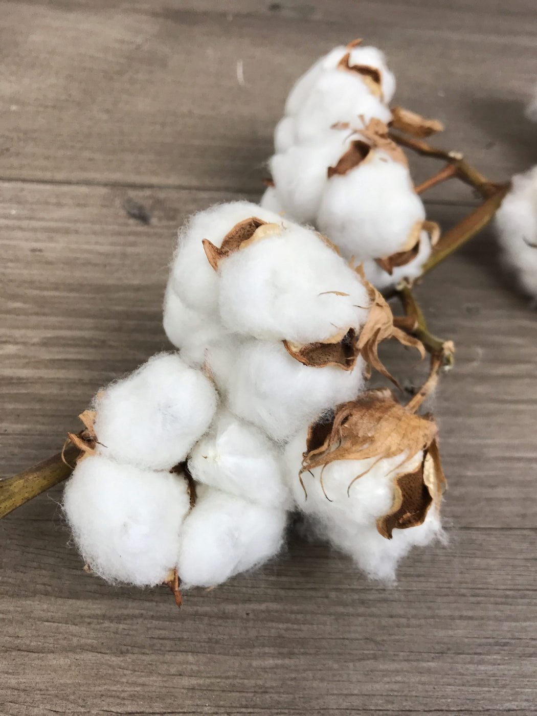 Fleurs séchées de coton à la tige, tige de fleurs de coton séchées  naturelle, branches de coton naturel | Fleuriste à Ferney Voltaire |  Livraison partout en France – malvarosaflowers