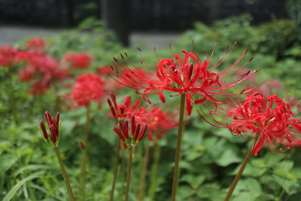 Higanbana - La Flor del Equinoccio de Otoño en Japón – RoYuMi - Vive Japón