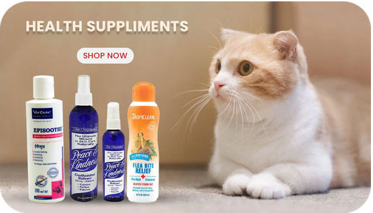 Cat Health and Wellness