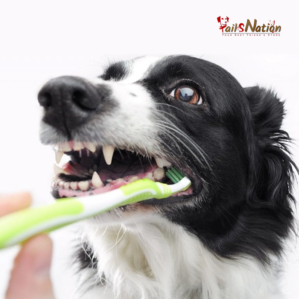 Dog Dental Care Online | Tails Nation