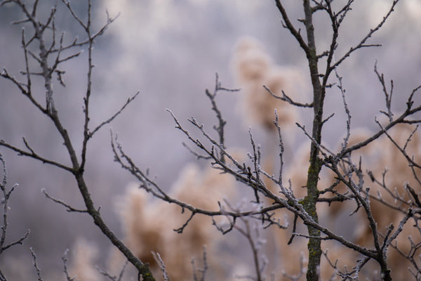 Picture of tree branches in the fall, brittle branches