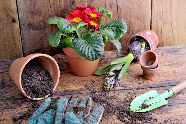 Guantes de jardinería con prímula y jacinto.