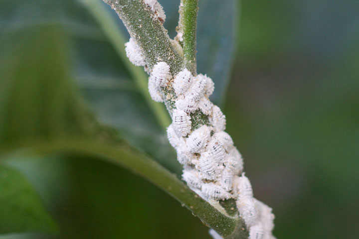 Guide de lutte antiparasitaire pour les plantes d'intérieur