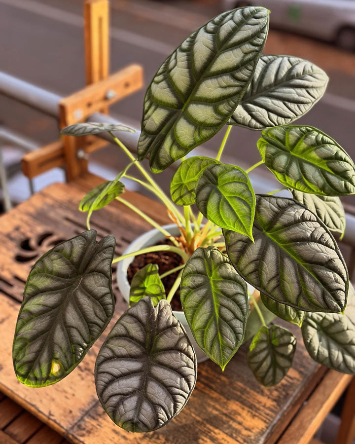 How To Buy High-Quality Plants