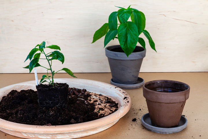 ¿Cómo trasplantar una planta?