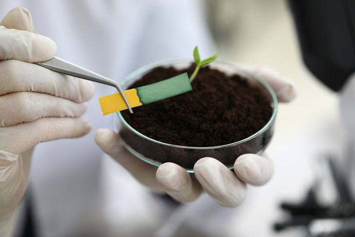 What is pH Levels in Potting Mixes for Optimal Plant Health