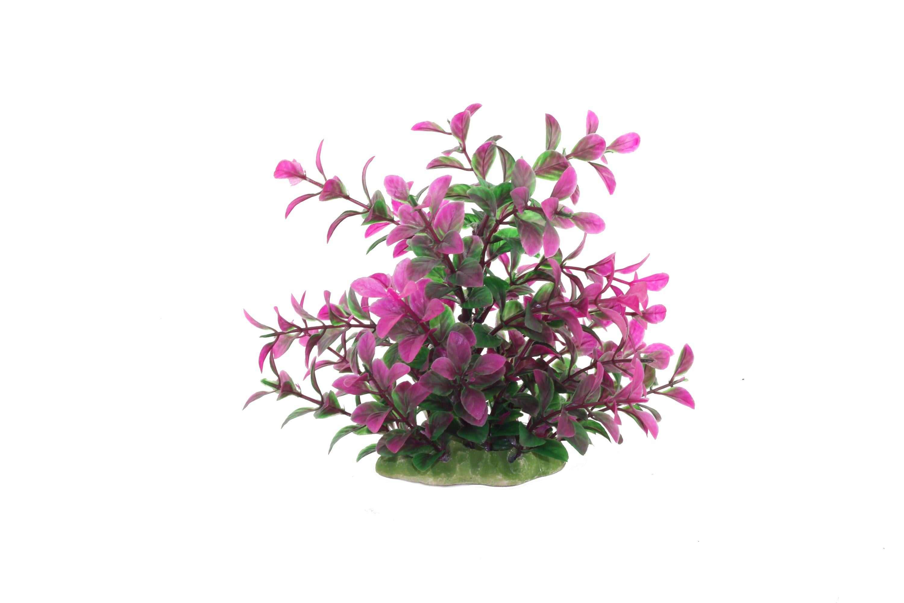 Decor Pentru Acvariu Rotala Rotundfoliu 16cm