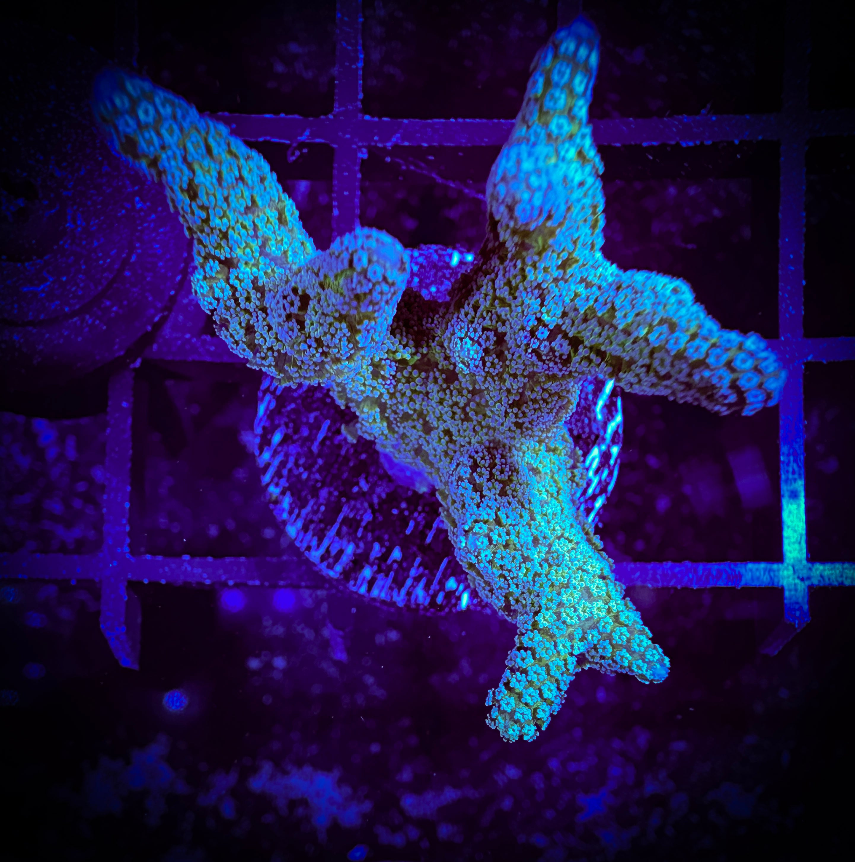 WYSIWYG Lazy's Blue Zing Birdsnest 10B4