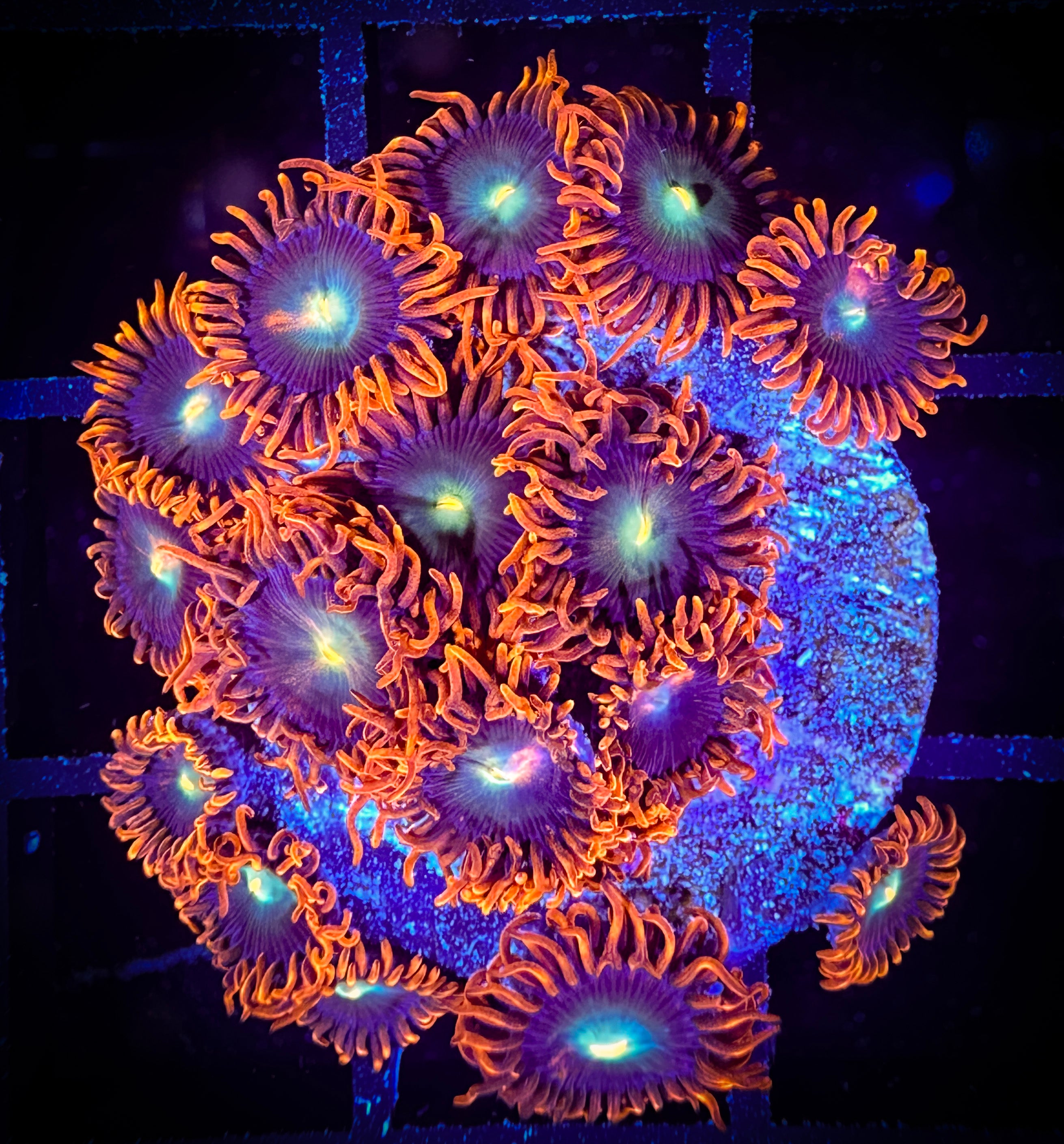 WYSIWYG CB Punk Rockers Zoanthids 15A4