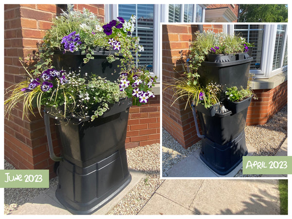 Rainwater terrace 134 litre water butt with purple and white trailing flowers in spring and summer