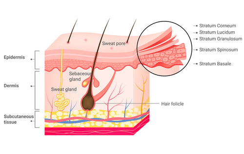 Epidermis.jpg__PID:652327dc-8880-44b3-be71-48e6e6ac39d0