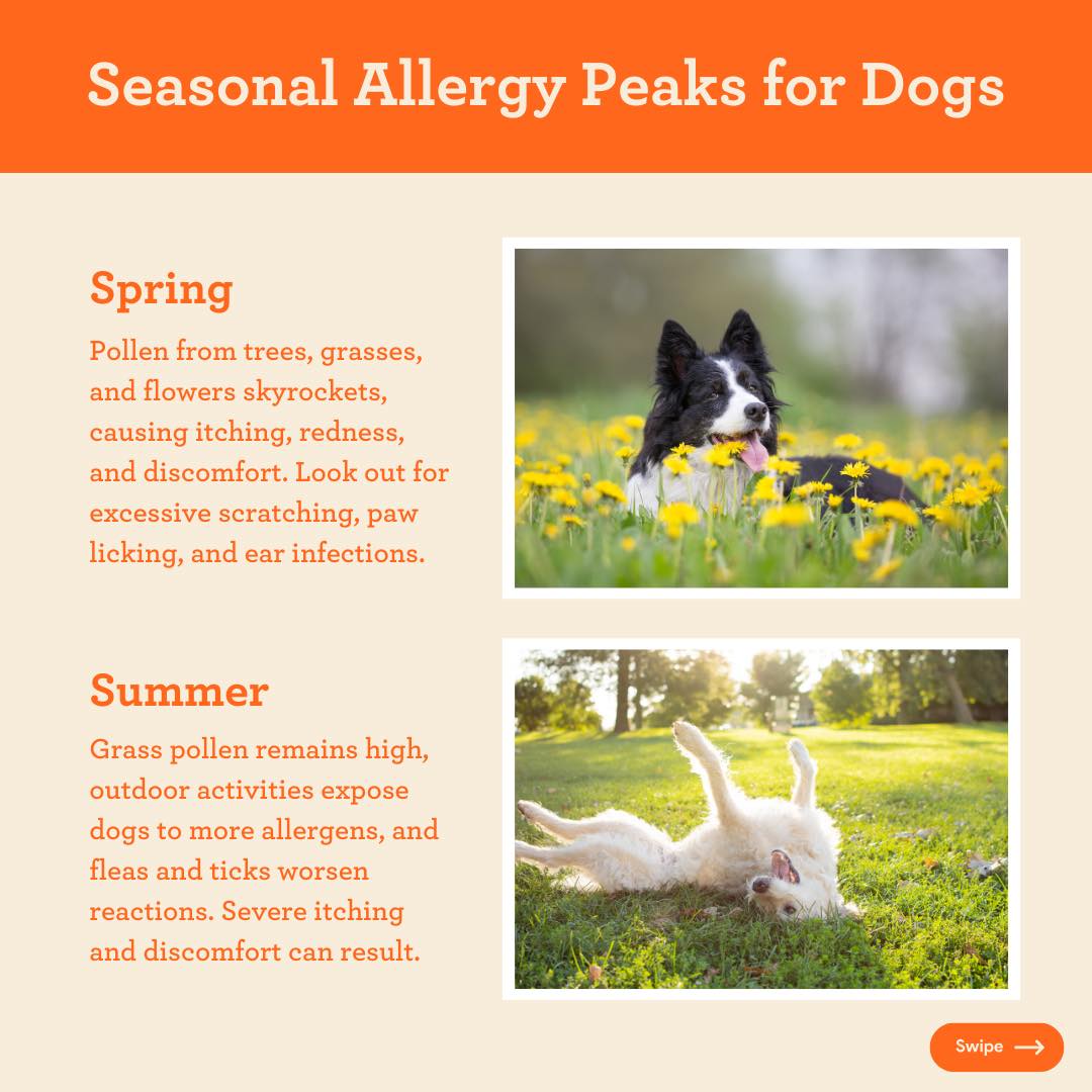 summer allergies for dogs