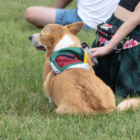 A Corgi watches the Jousting Competition at the Saline Celtic Festival
