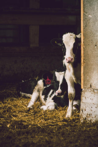 two holstein dairy cow calves staring from barn