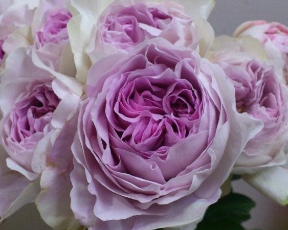 Victorian Peach Rose – Kate Roses