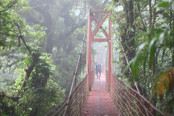 Bosque nuboso de Monteverde: observación mejorada de vida silvestre