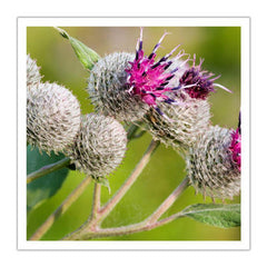 Burdock Root