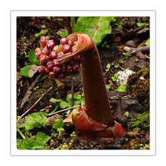 Indian Rhubarb Root