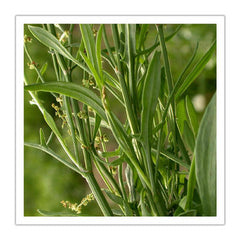 Sheep Sorrel Leaves