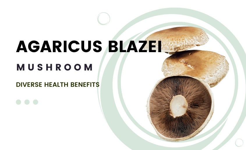 Agaricus blazei