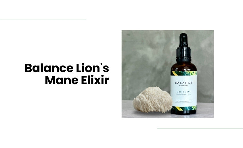 Balance Lion's Mane Elixir