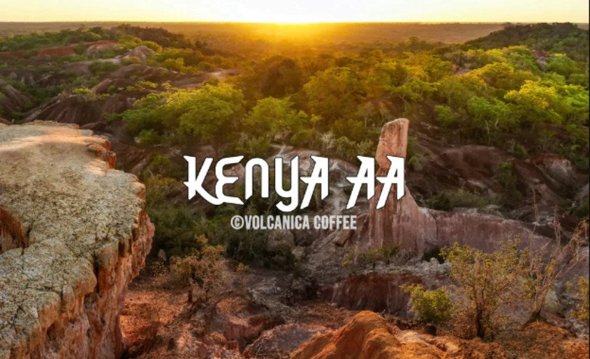 Best Coffee Beans In The World Kenya AA Coffee