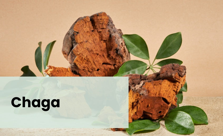 Chaga