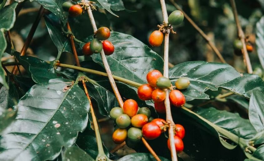 fresh cherry Coffee beans