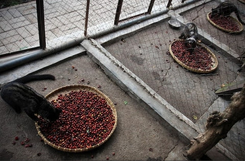 Civet Cat