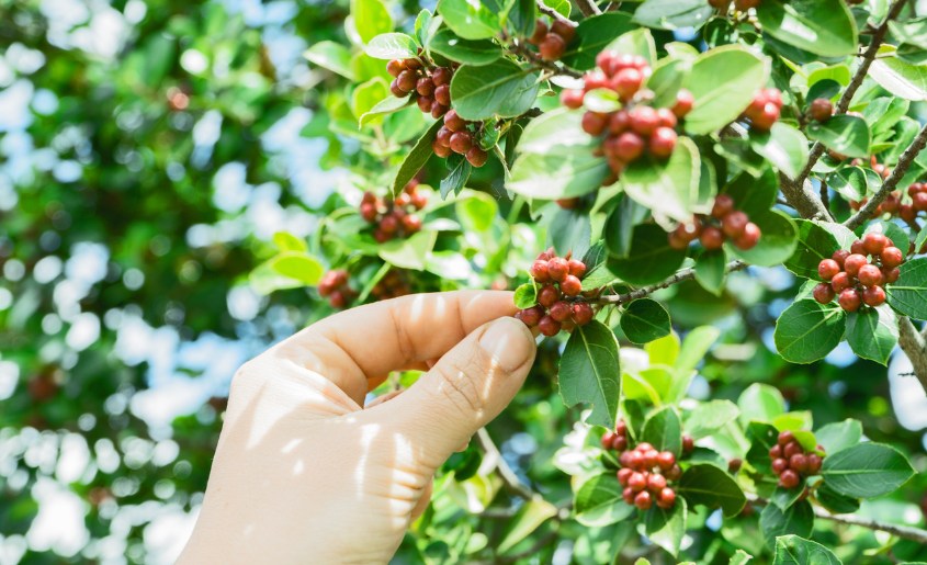 How Is Kona Coffee Grown