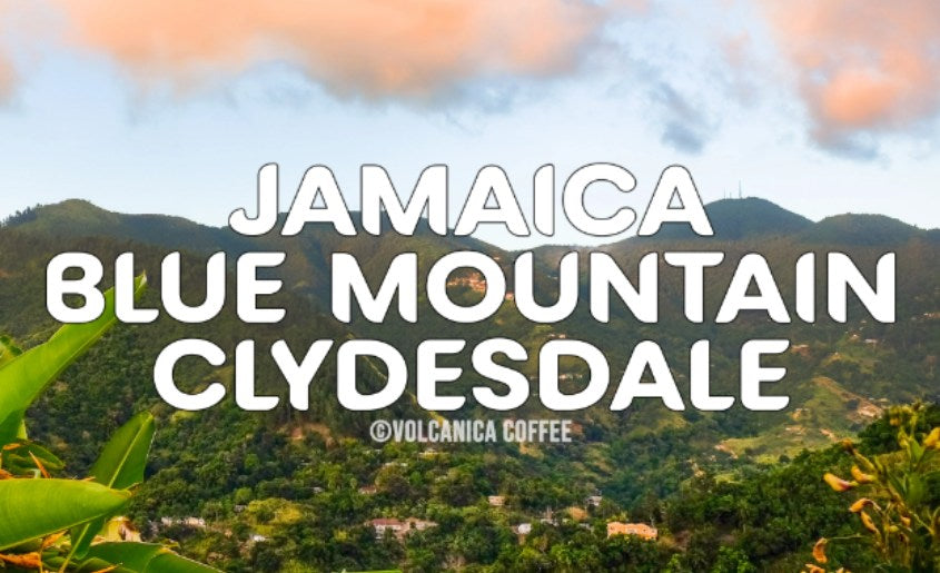 Jamaica Blue Mountain Wallenford