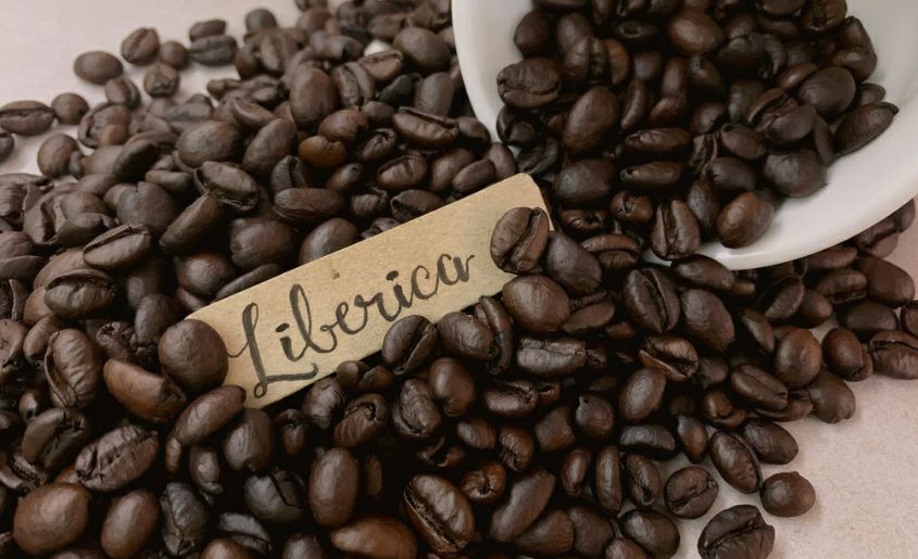 Liberica (Coffea liberica)