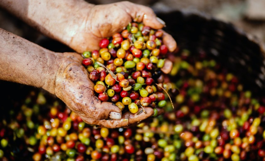 Peru Coffee History