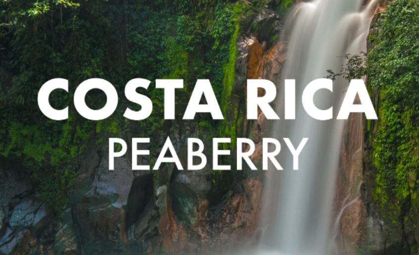 Volcanica Costa Rica Peaberry 2