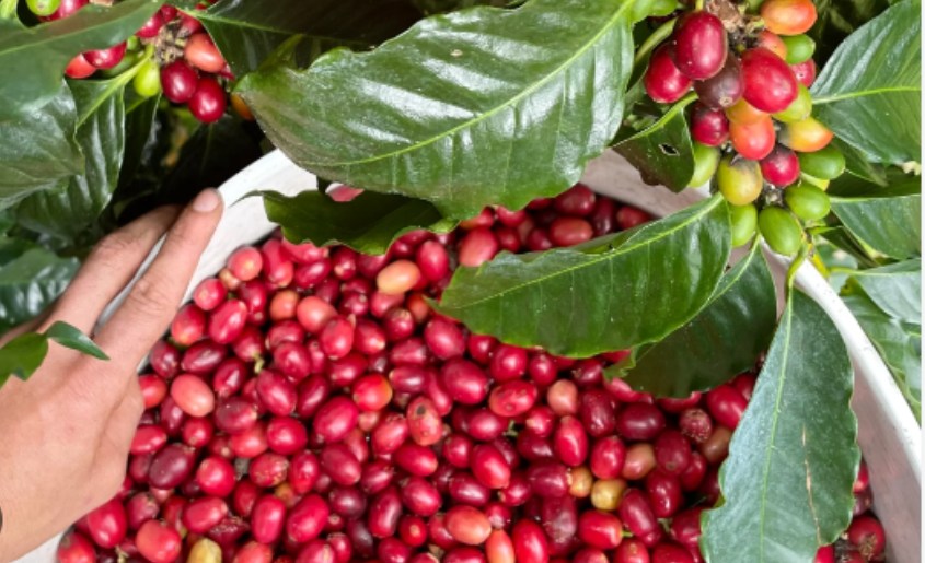 What Is Hawaiian Kona Coffee
