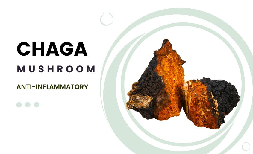 chaga