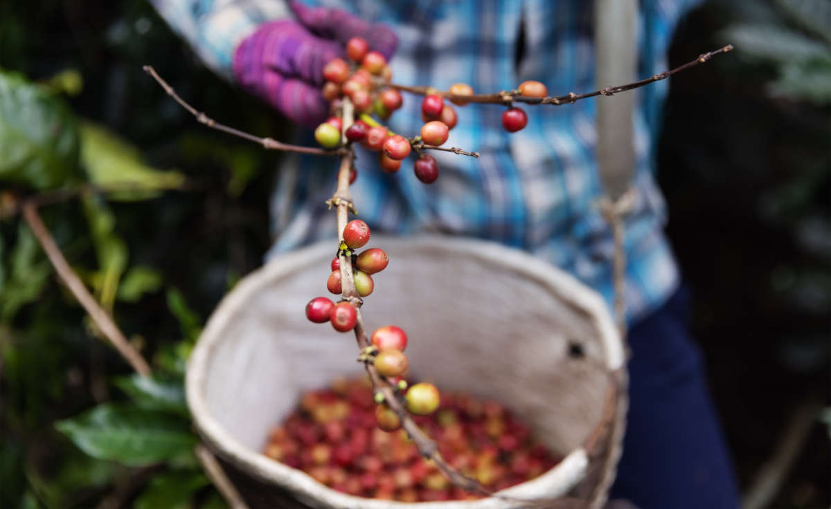 ethiopian coffee farm