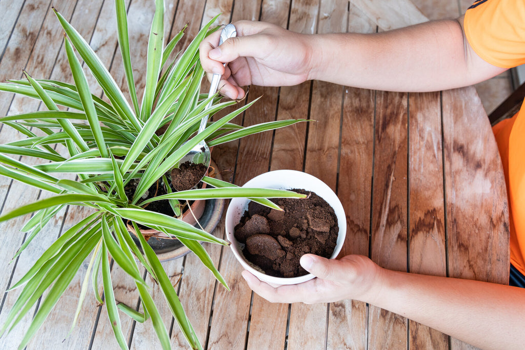 coffee grounds in the garden