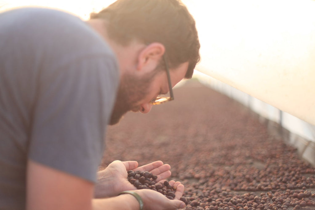 coffee drying after processing