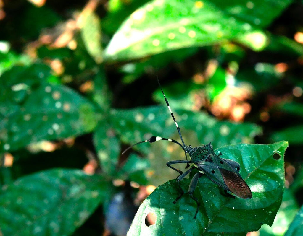 insect in the rainforest