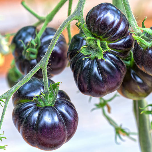 Fahrenheit Blues Tomato - Seeds