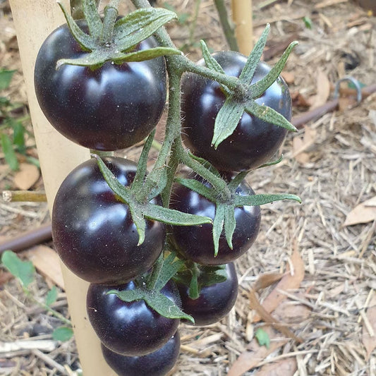 Tomato Blue Cream Berries seeds - Twining Vine Garden
