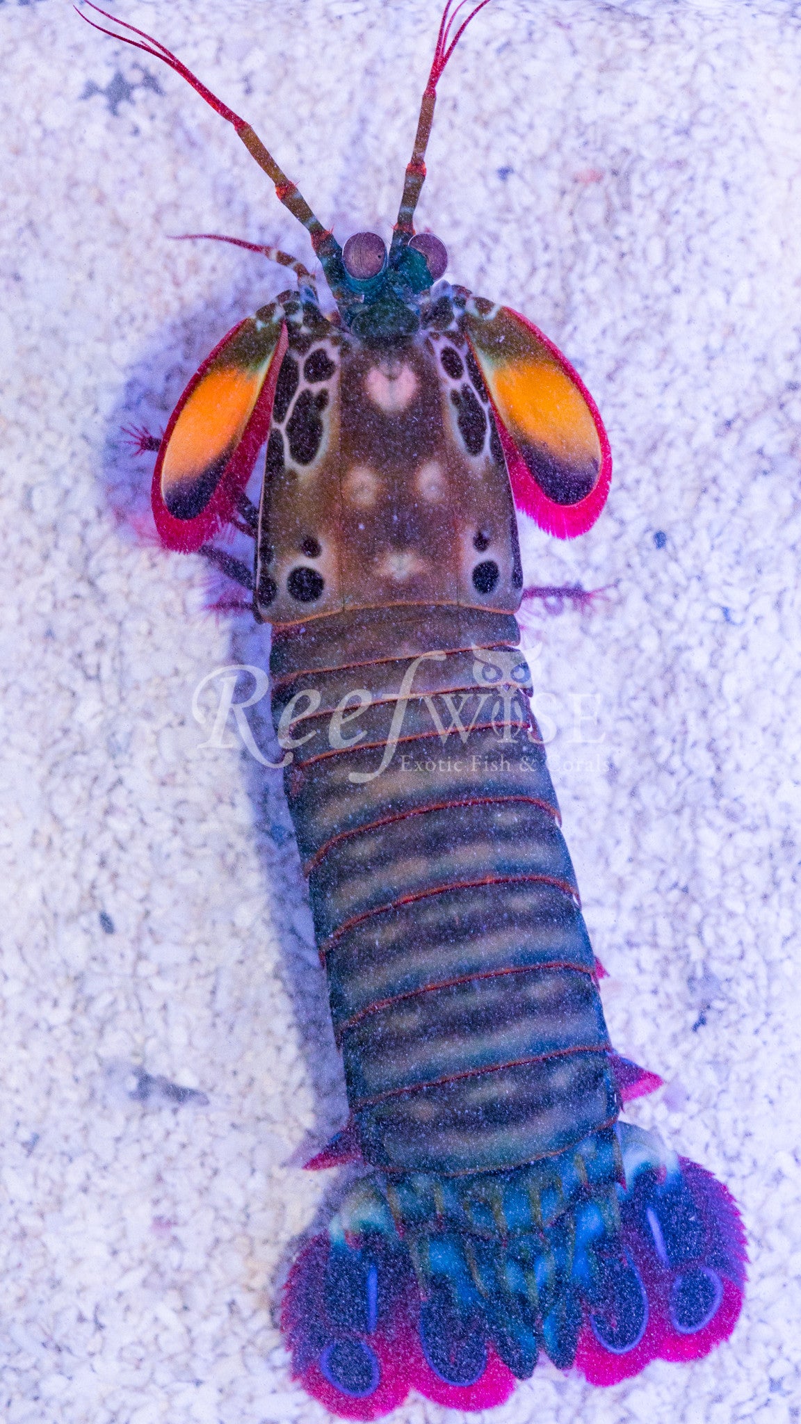 Download Peacock Mantis Shrimp Pair - Reefwise
