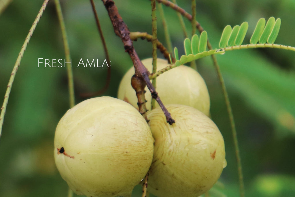 Fresh amla